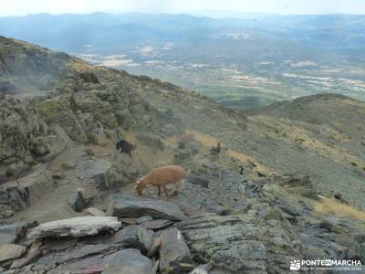 El Ocejón-Reserva Nacional Sonsaz;sierra de guadarrama madrid duques de alburquerque club escalada 